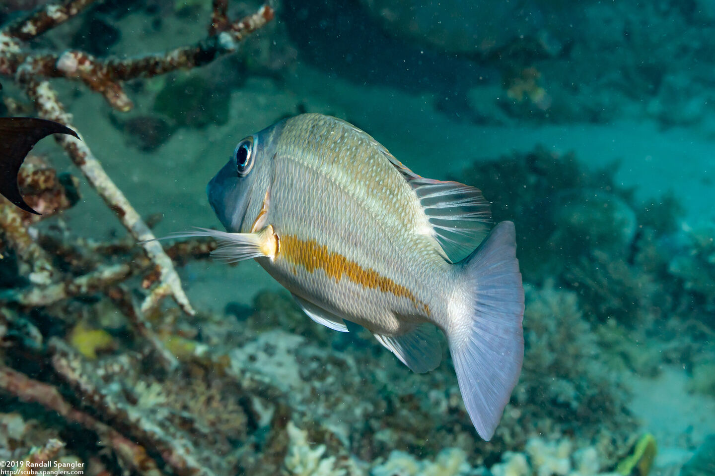 Lethrinus obsoletus (Orange-Striped Emperor)