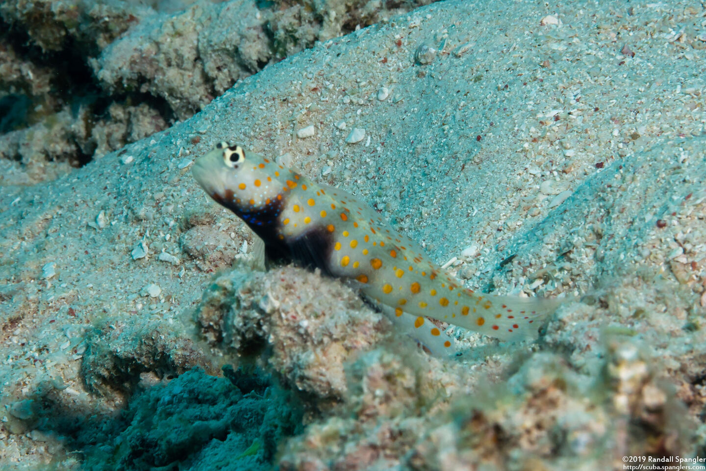 Amblyeleotris guttata (Spotted Shrimpgoby)