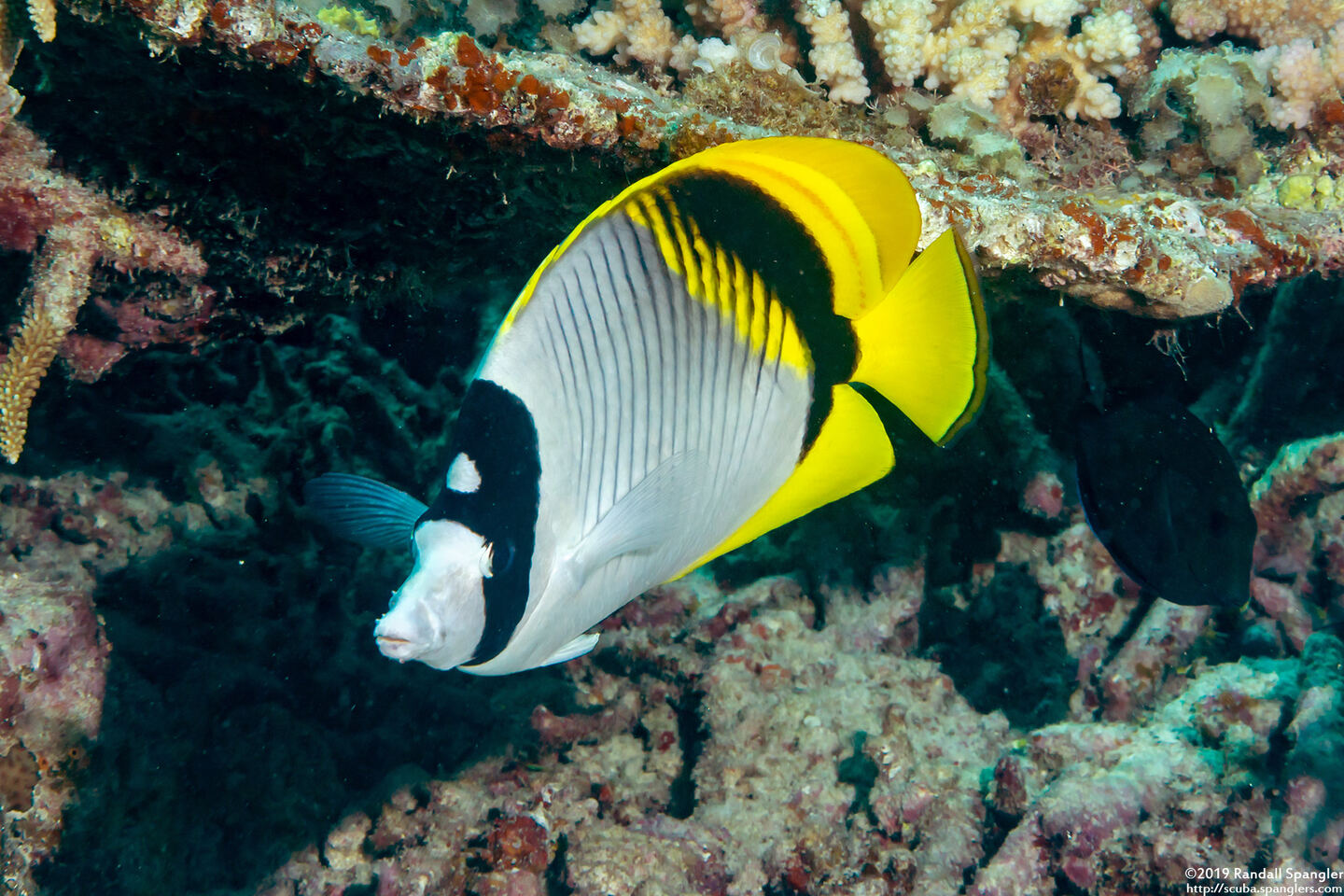 Chaetodon lineolatus (Lined Butterflyfish)