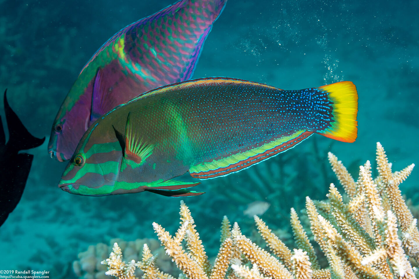 Coris gaimard (Yellowtail Coris)