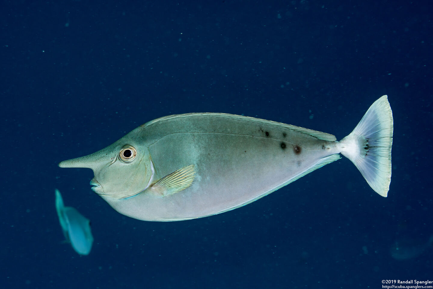 Naso brevirostris (Paletail Unicornfish)