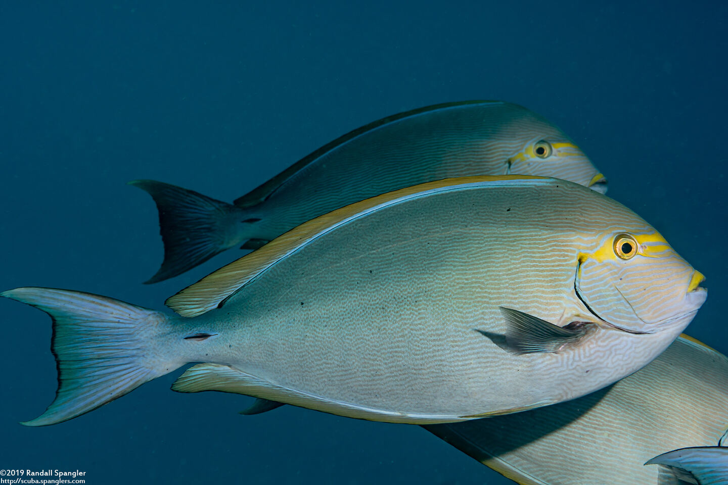 Acanthurus mata (Yellowmask Surgeonfish)
