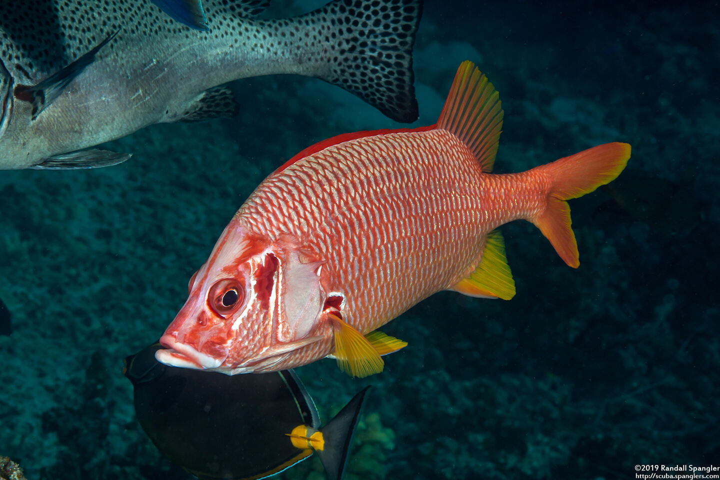 Sargocentron spiniferum (Sabre Squirrelfish)