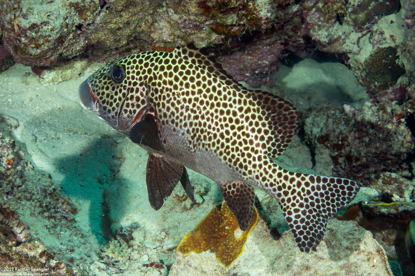 Plectorhinchus chaetodonoides (Many-Spotted Sweetlips)