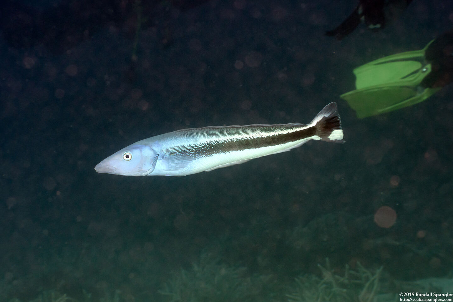 Malacanthus latovittatus (Blue Blanquillo)