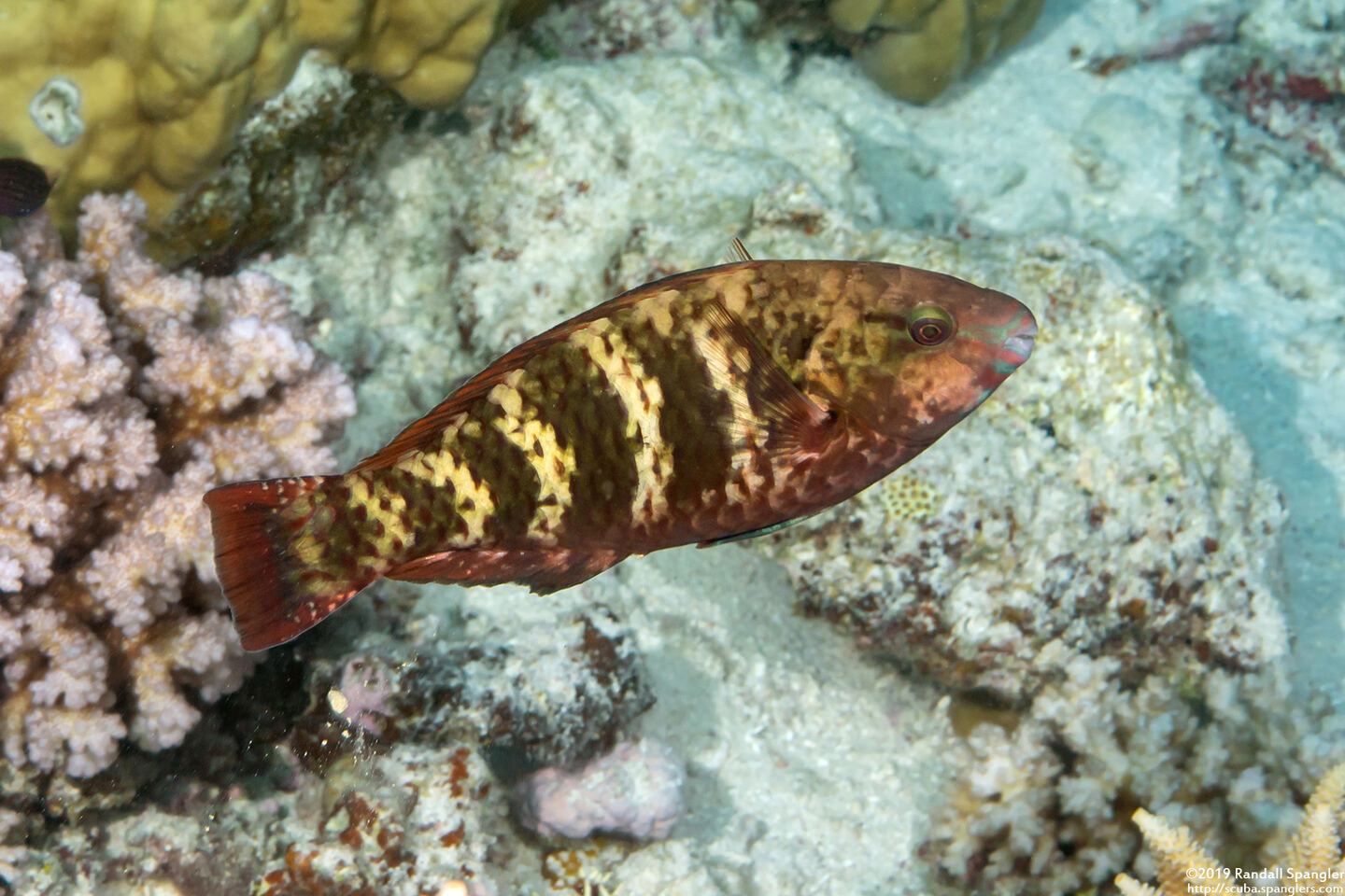 Scarus flavipectoralis (Yellowfin Parrotfish)