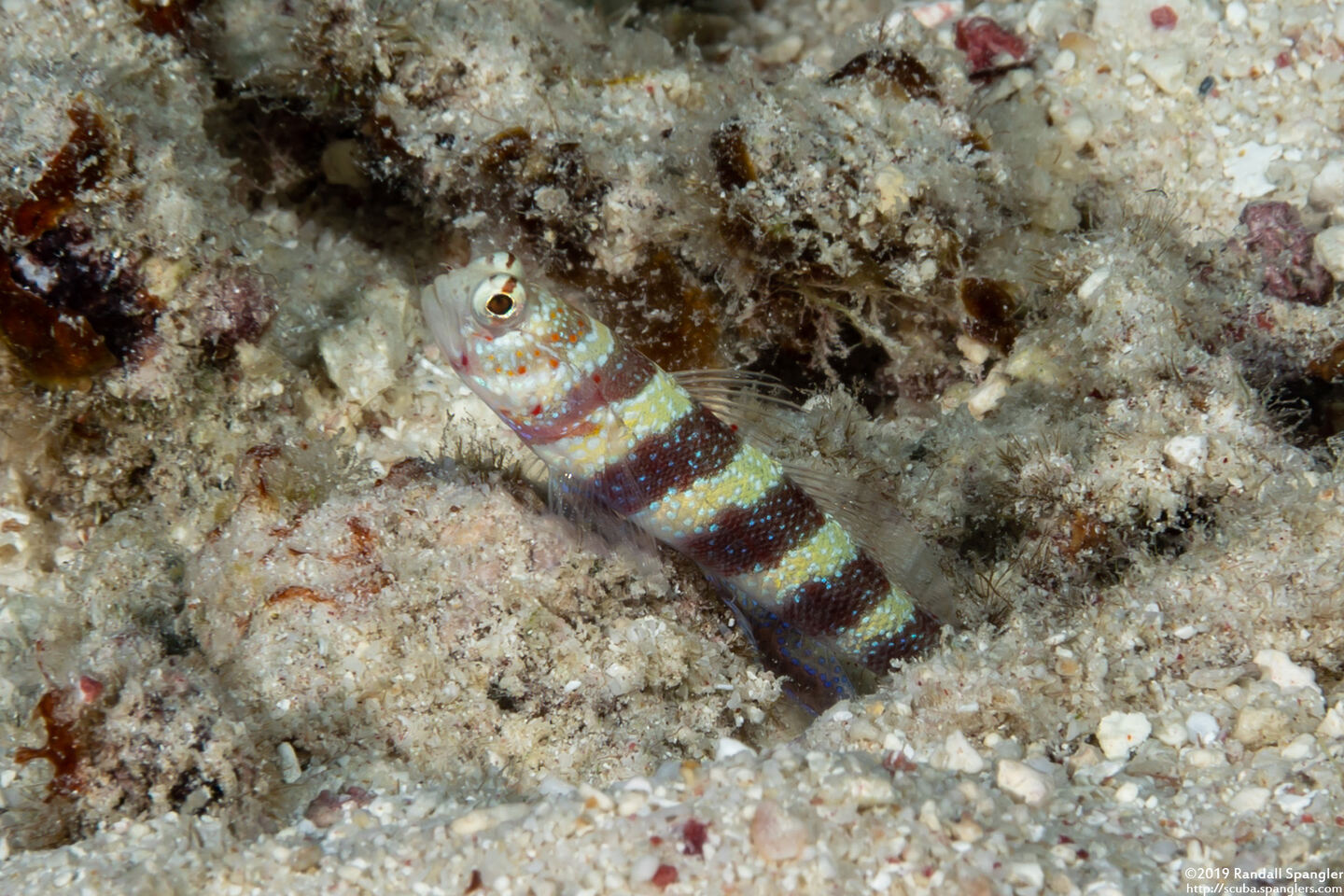 Amblyeleotris wheeleri (Gorgeous Shrimpgoby)