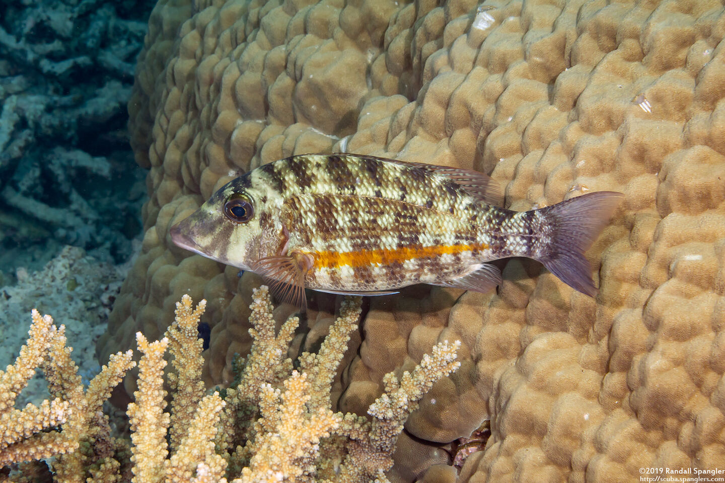 Lethrinus obsoletus (Orange-Striped Emperor)