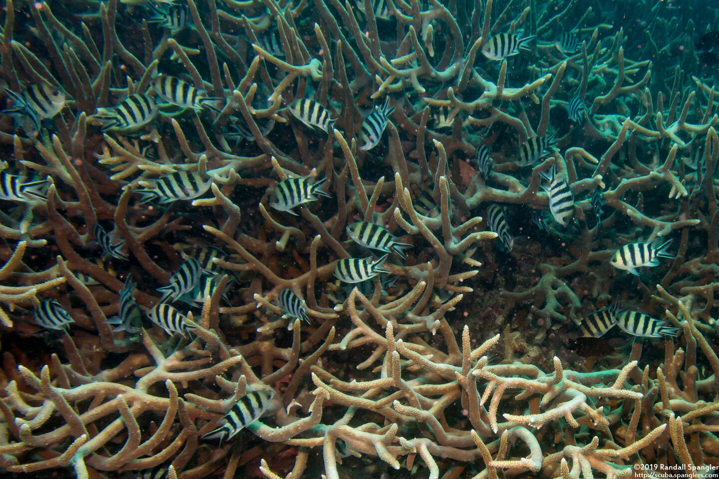 Abudefduf sexfasciatus (Scissortail Sergeant)