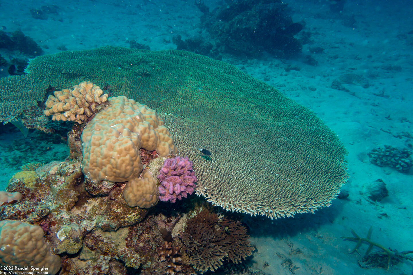 Acropora cytherea (Table Coral)