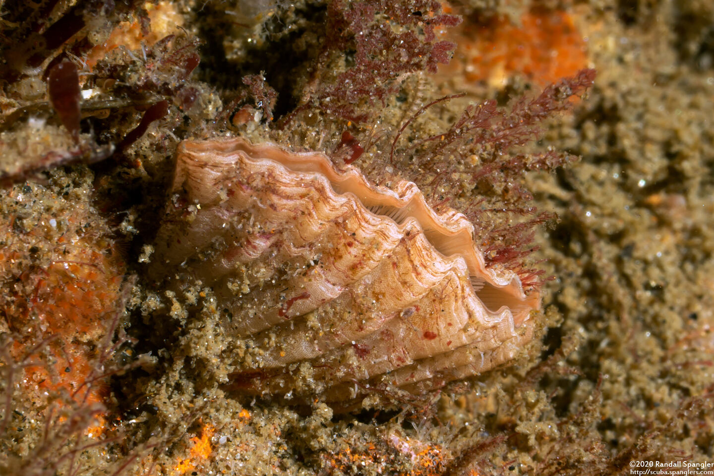 Terebratalia transversa (Common Lampshell)