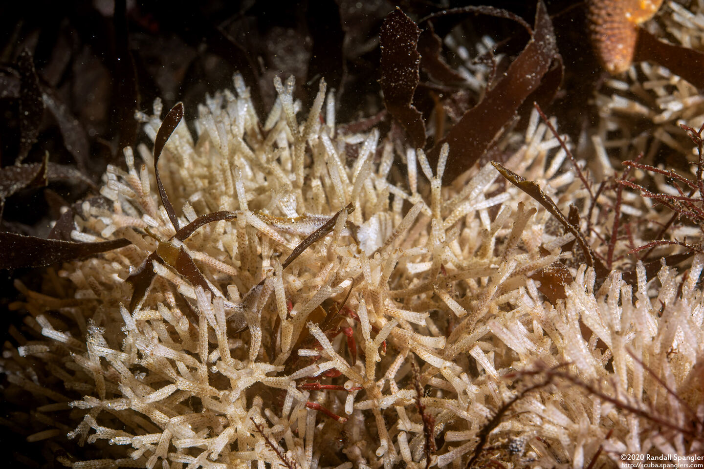 Microporina articulata (Stick Bryozoan)