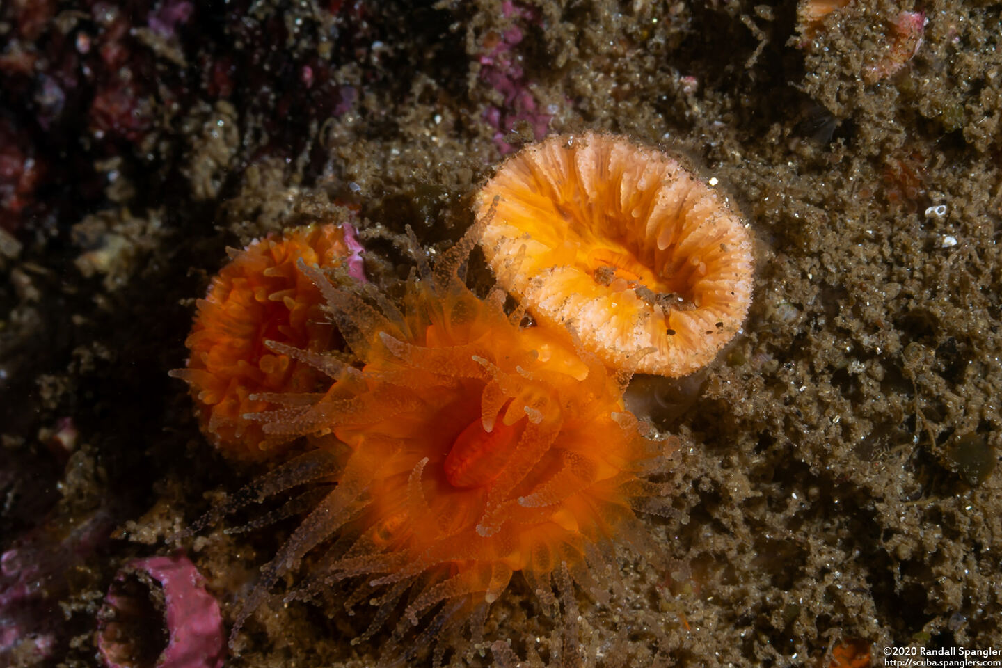 Balanophyllia elegans (Orange Cup Coral)