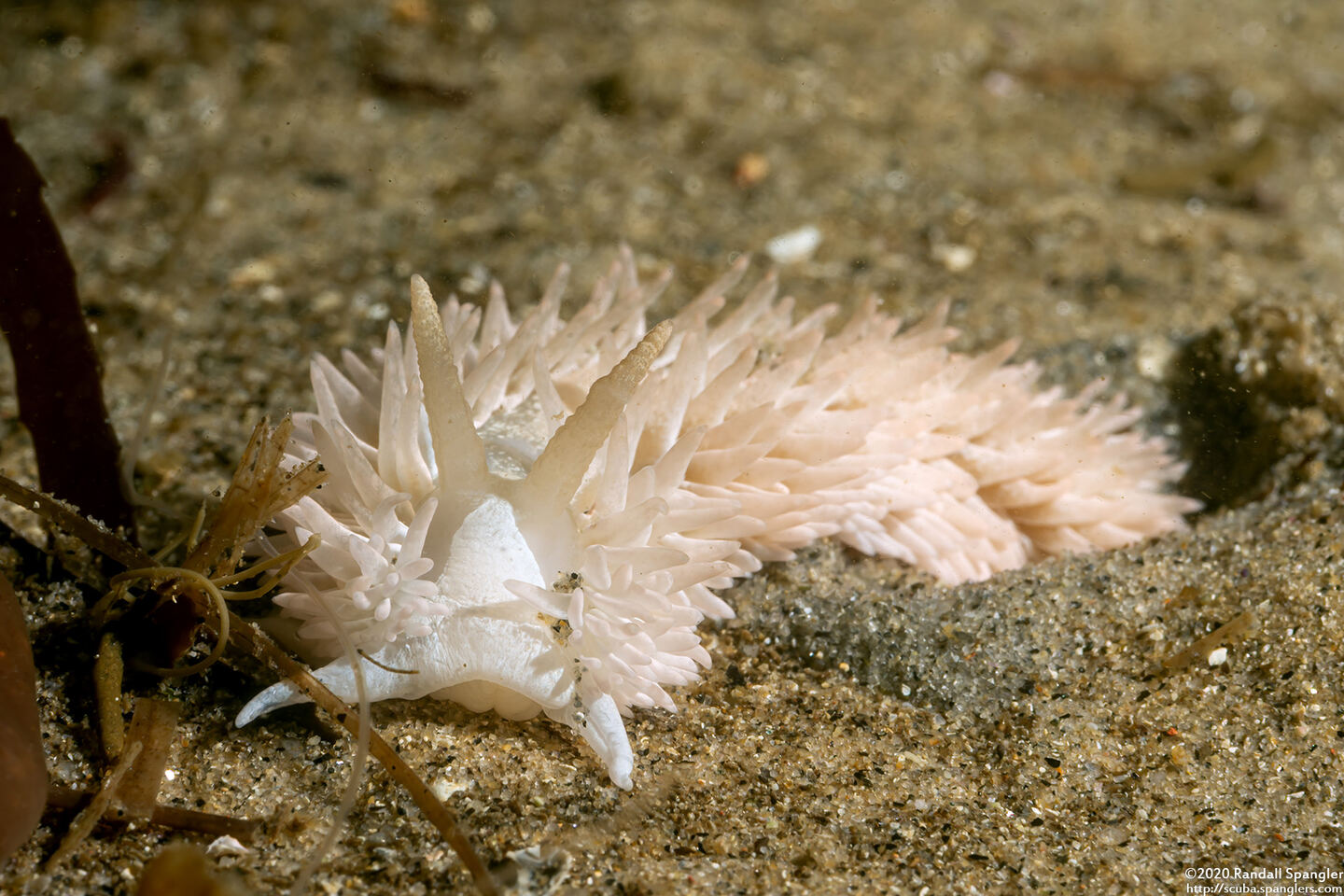 Aeolidia loui (Shag-Rug Aeolid)