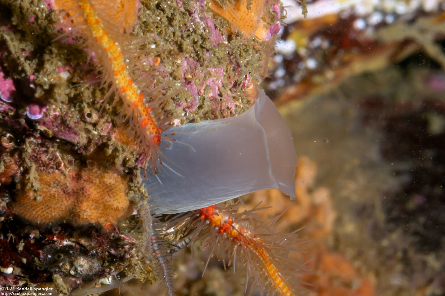 Kellia laperousii (Smooth Kelly Clam)