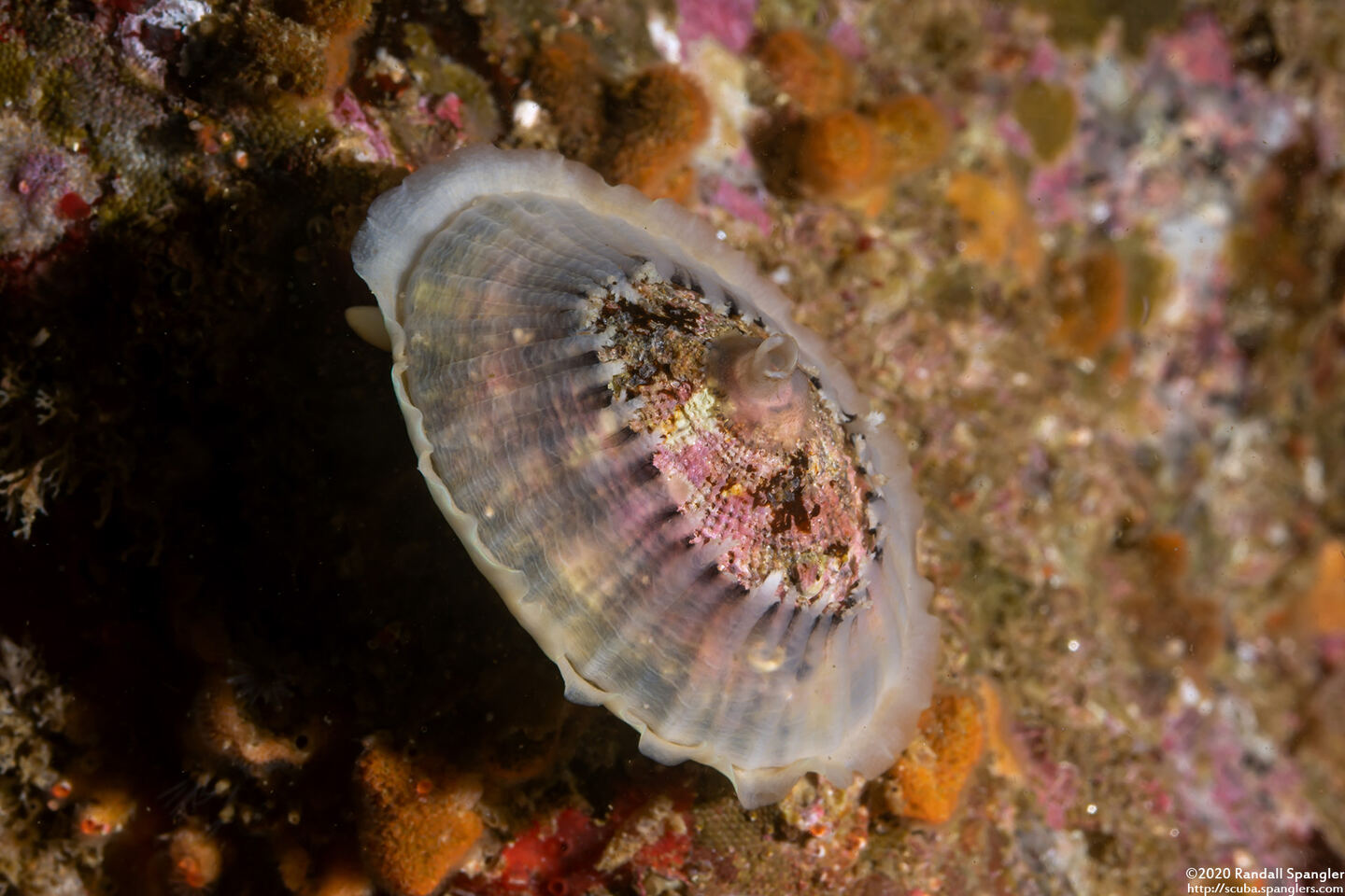 Diodora aspera (Keyhole Limpet)
