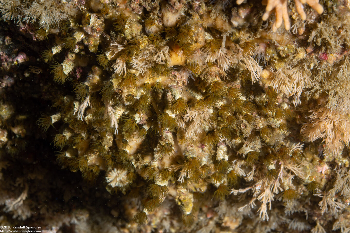 Dodecaceria pacifica (Colonial Tube Worm)