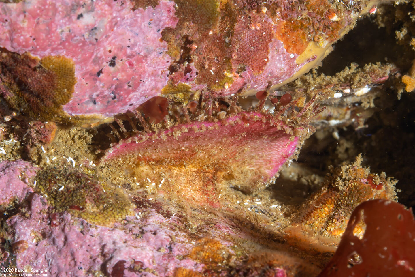 Placiphorella velata (Veiled Chiton); Skirt raised up like a venus flytrap