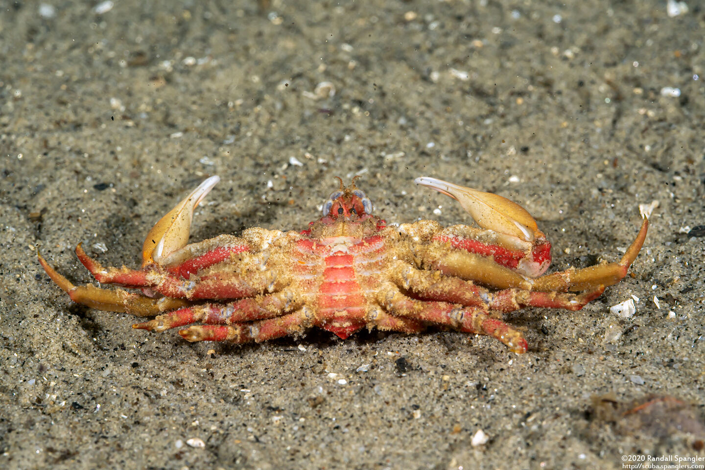 Pugettia foliata (Foliate Kelp Crab)