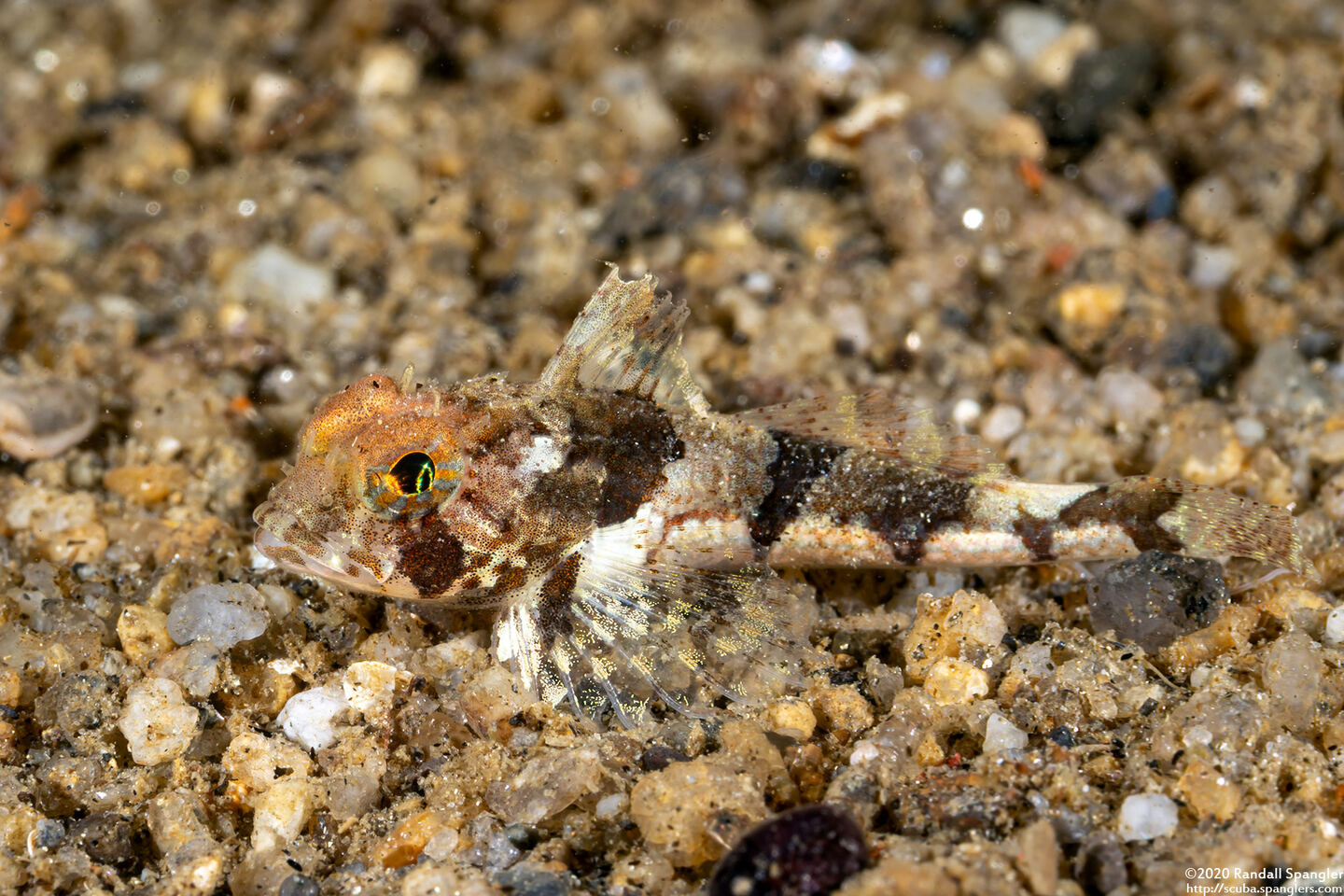 Artedius corallinus (Coralline Sculpin)