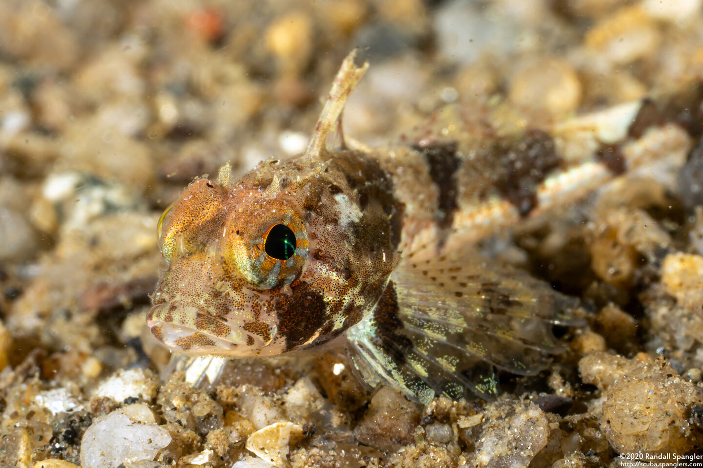 Artedius corallinus (Coralline Sculpin); Tiny juvenile, just a few mm long