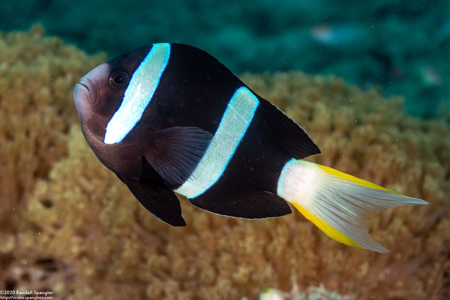 Amphiprion clarkii (Clark's Anemonefish)