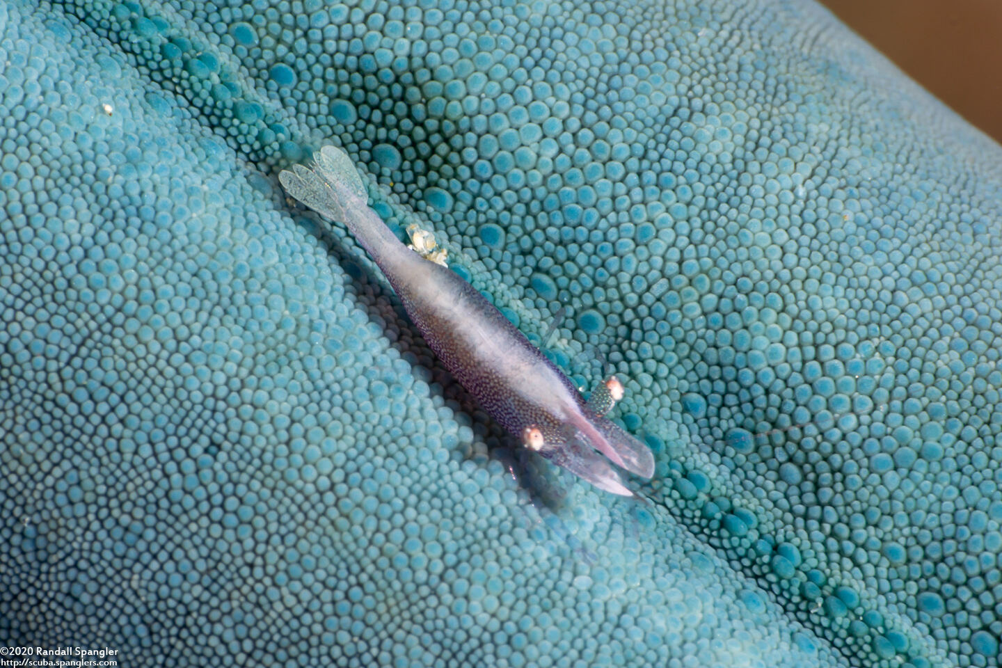 Zenopontonia soror (Sea Star Shrimp)