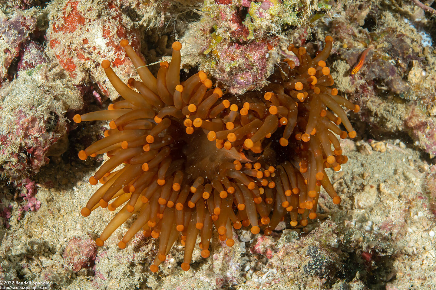 Pseudocorynactis sp.2 (Pseudocorynactis sp.2)