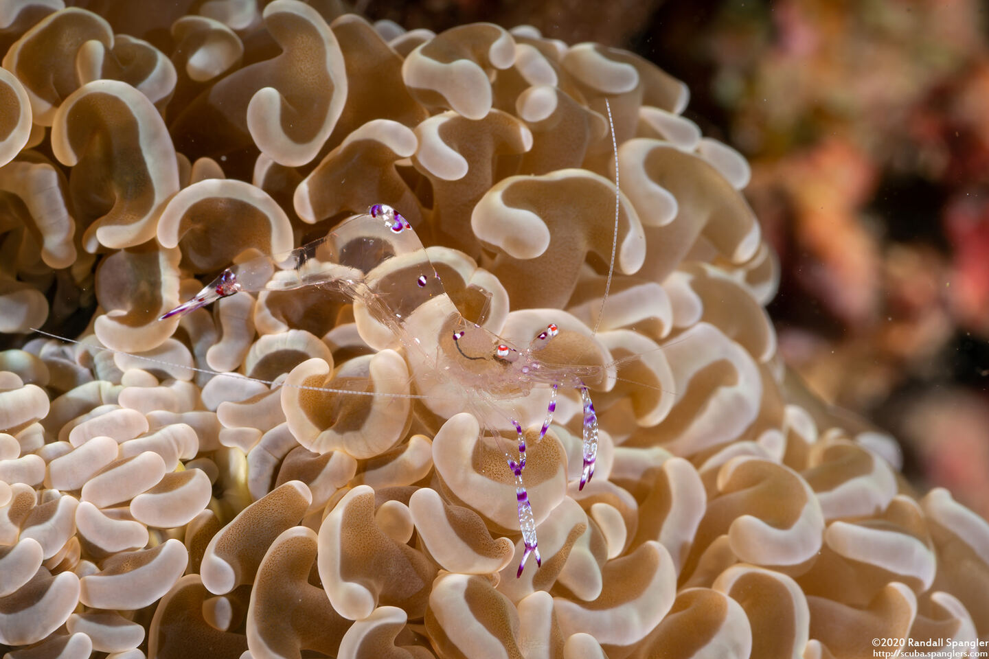 Ancylomenes sarasvati (Sarasvati Anemone Shrimp)
