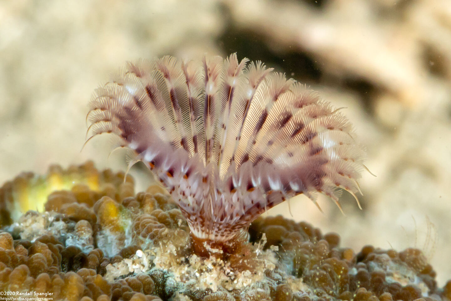 Sabellastarte sp.1 (Feather Duster Worm)