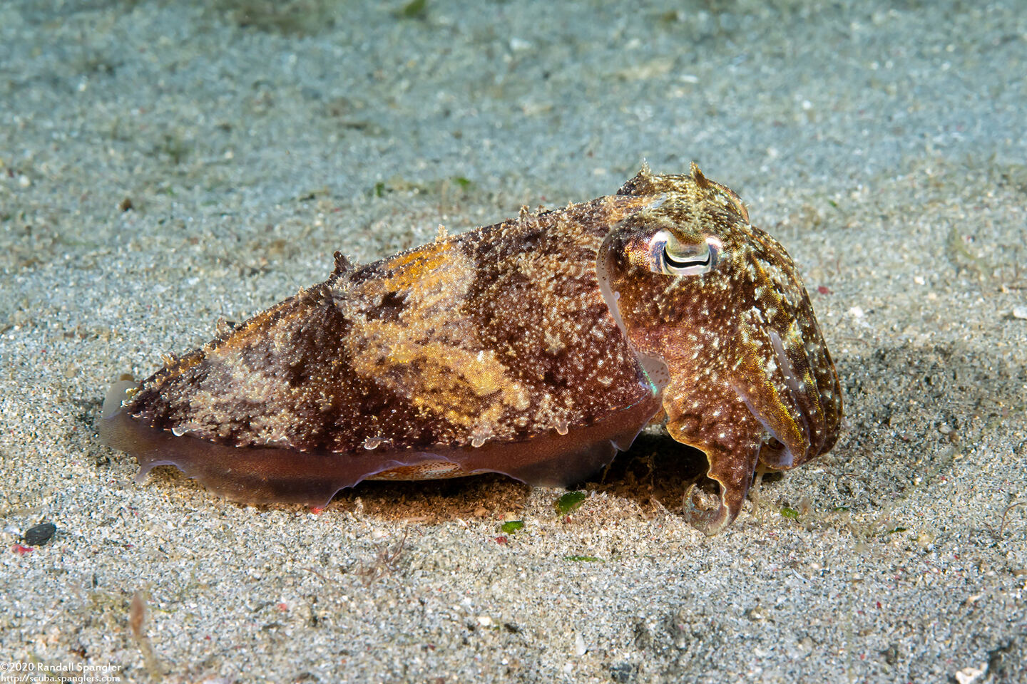 Sepia latimanus (Broadclub Cuttlefish)