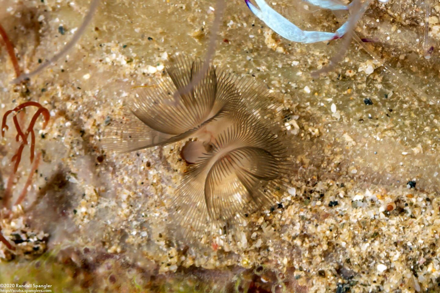 Phoronis australis (Southern Horseshoe Worm)