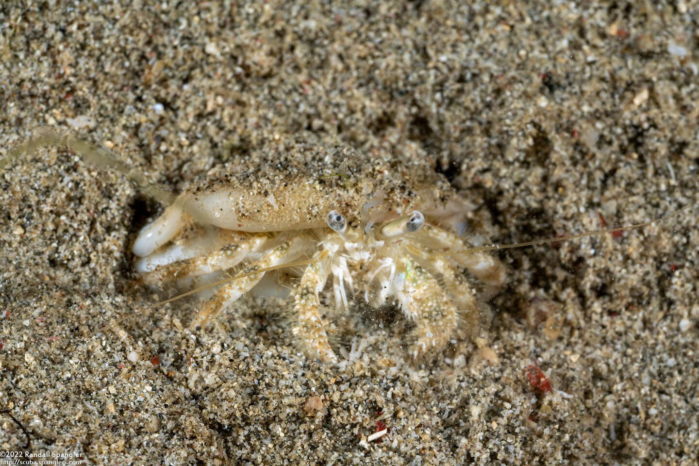 Dardanus woodmasoni (Woodmason's Hermit Crab)