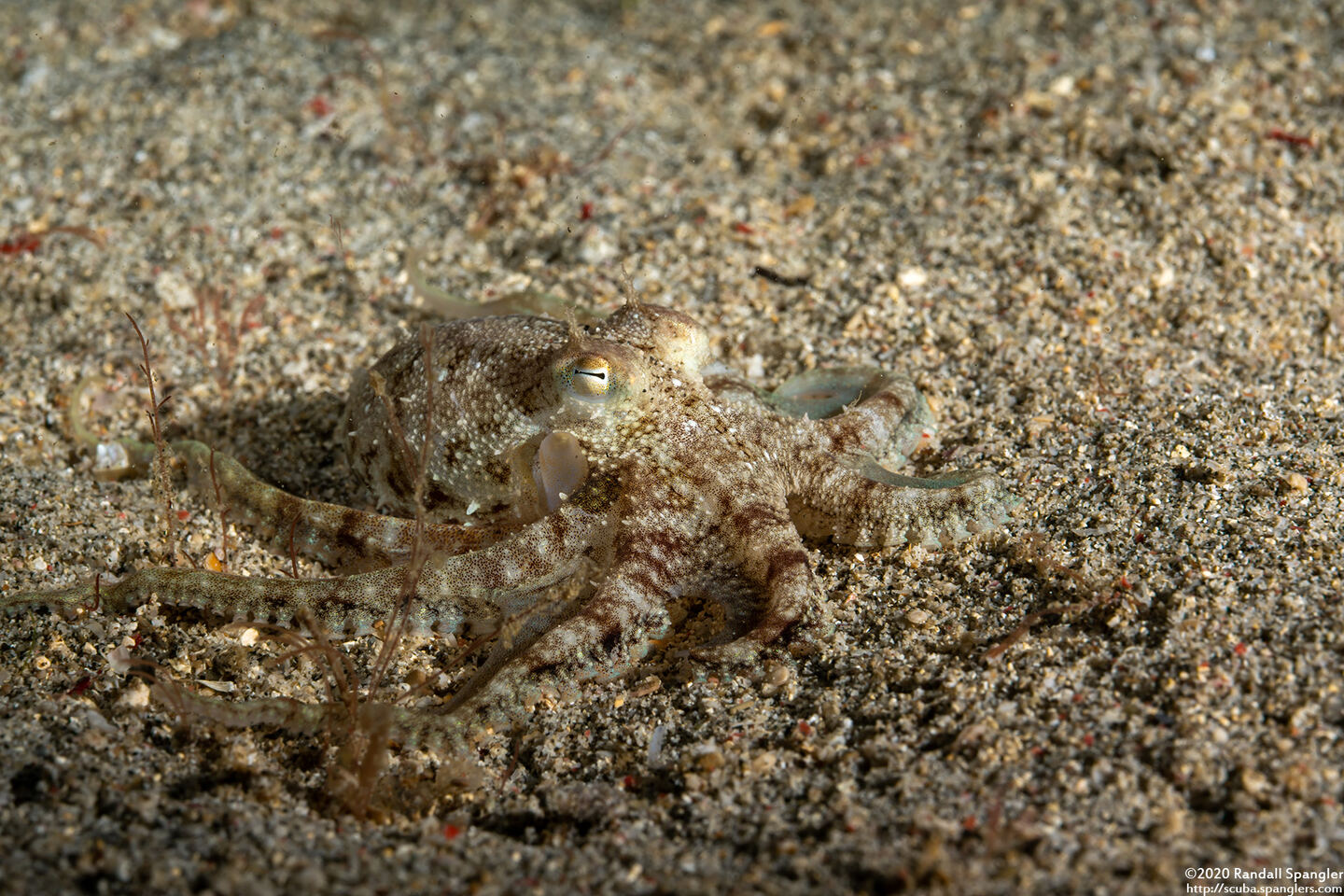 Amphioctopus marginatus (Coconut Octopus)