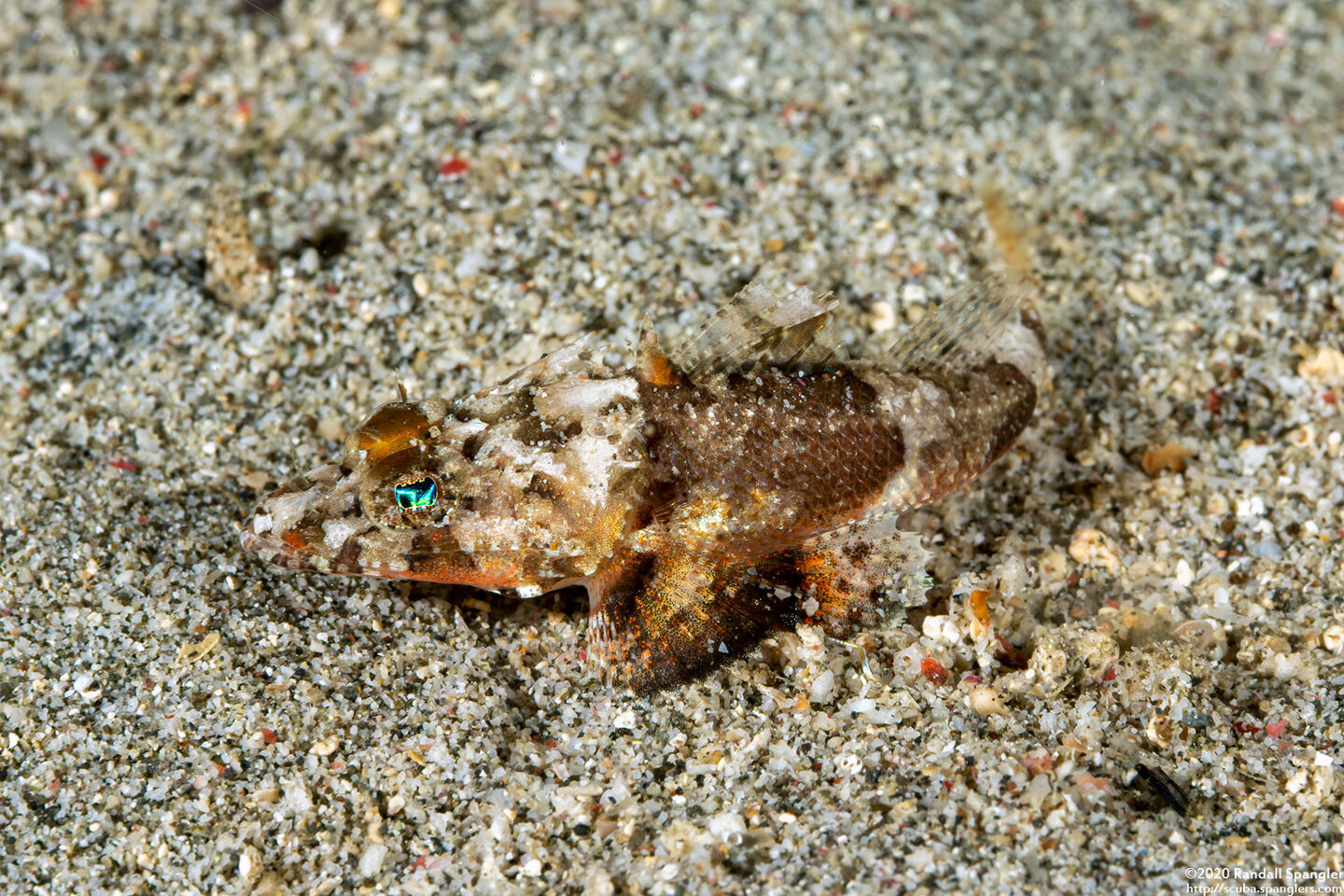 Onigocia spinosa (Spiny Flathead)