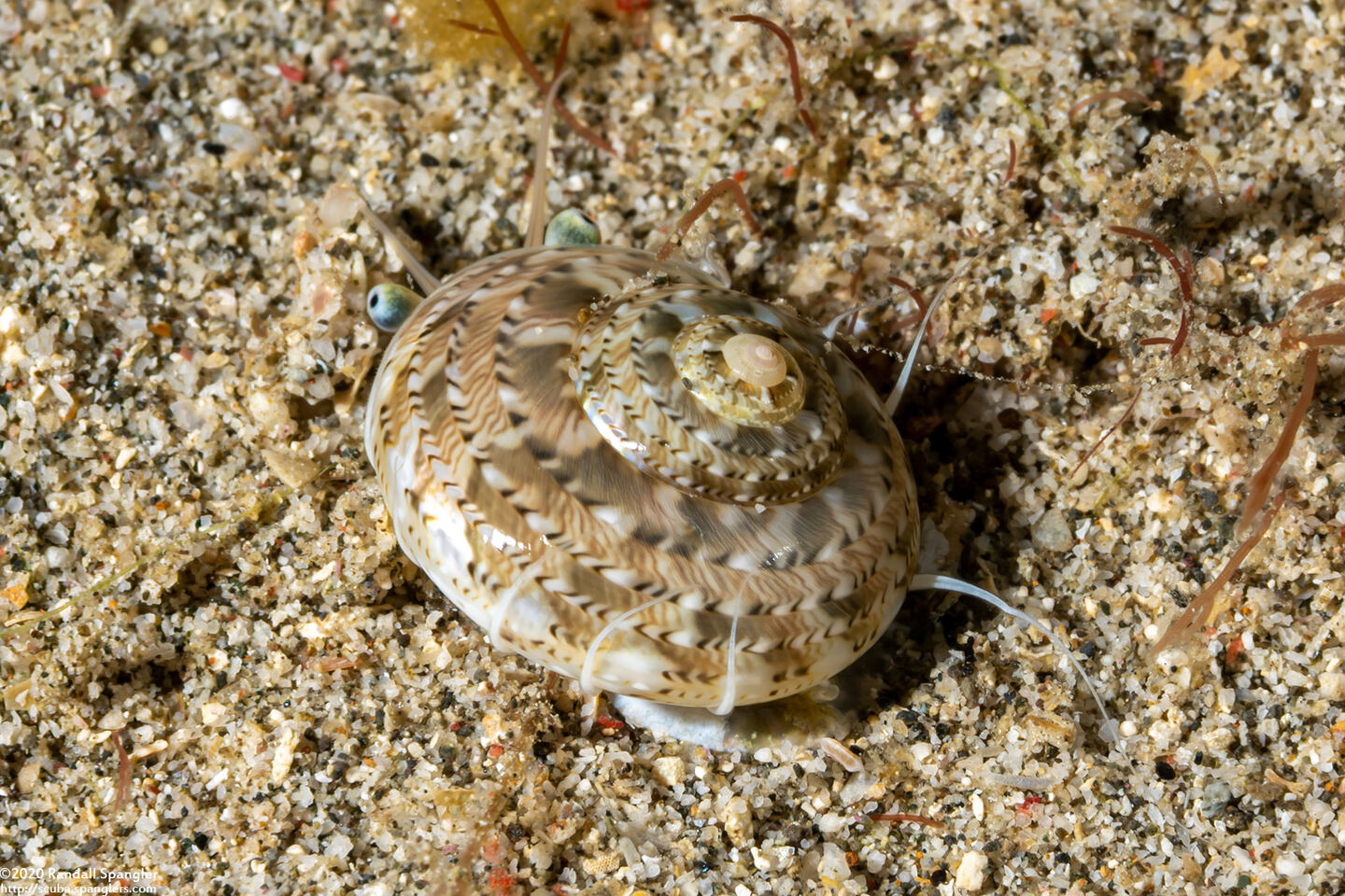 Ethalia guamensis (Guam Button Top Shell)