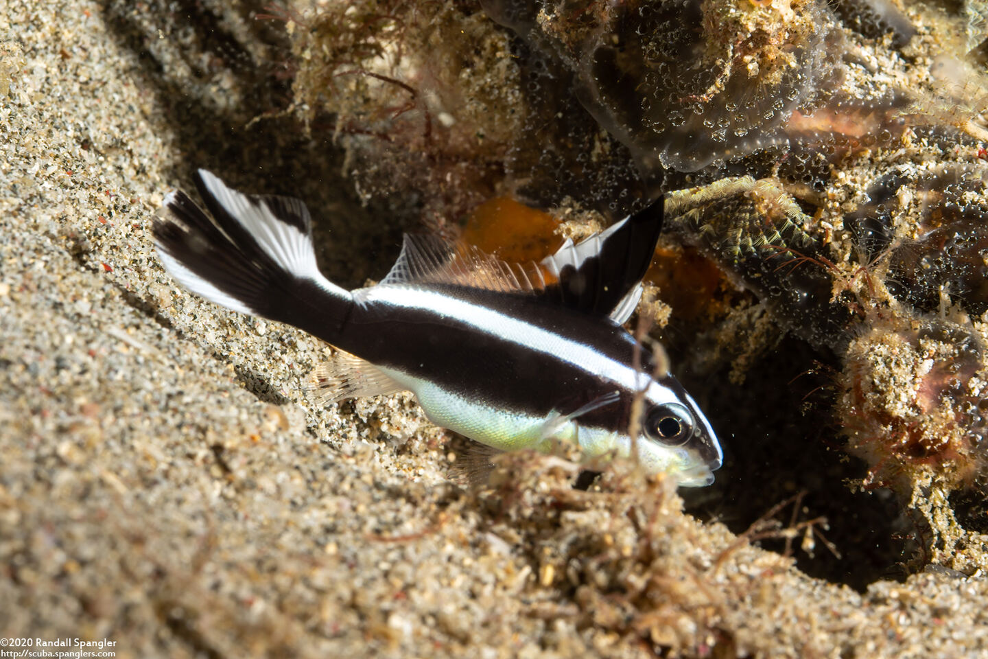 Diagramma pictum (Silver Sweetlips)