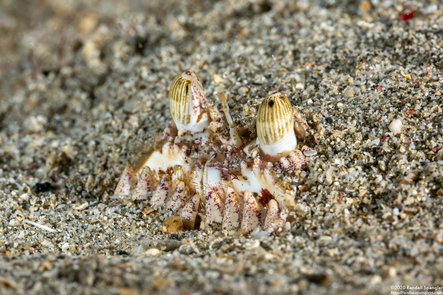 Calappa calappa (Giant Box Crab)
