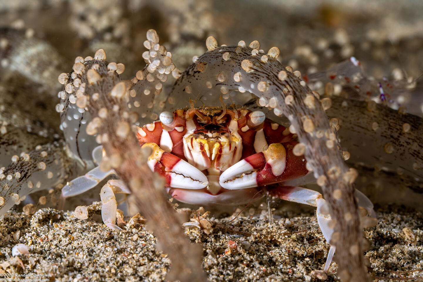Lissocarcinus laevis (Harlequin Swimming Crab)