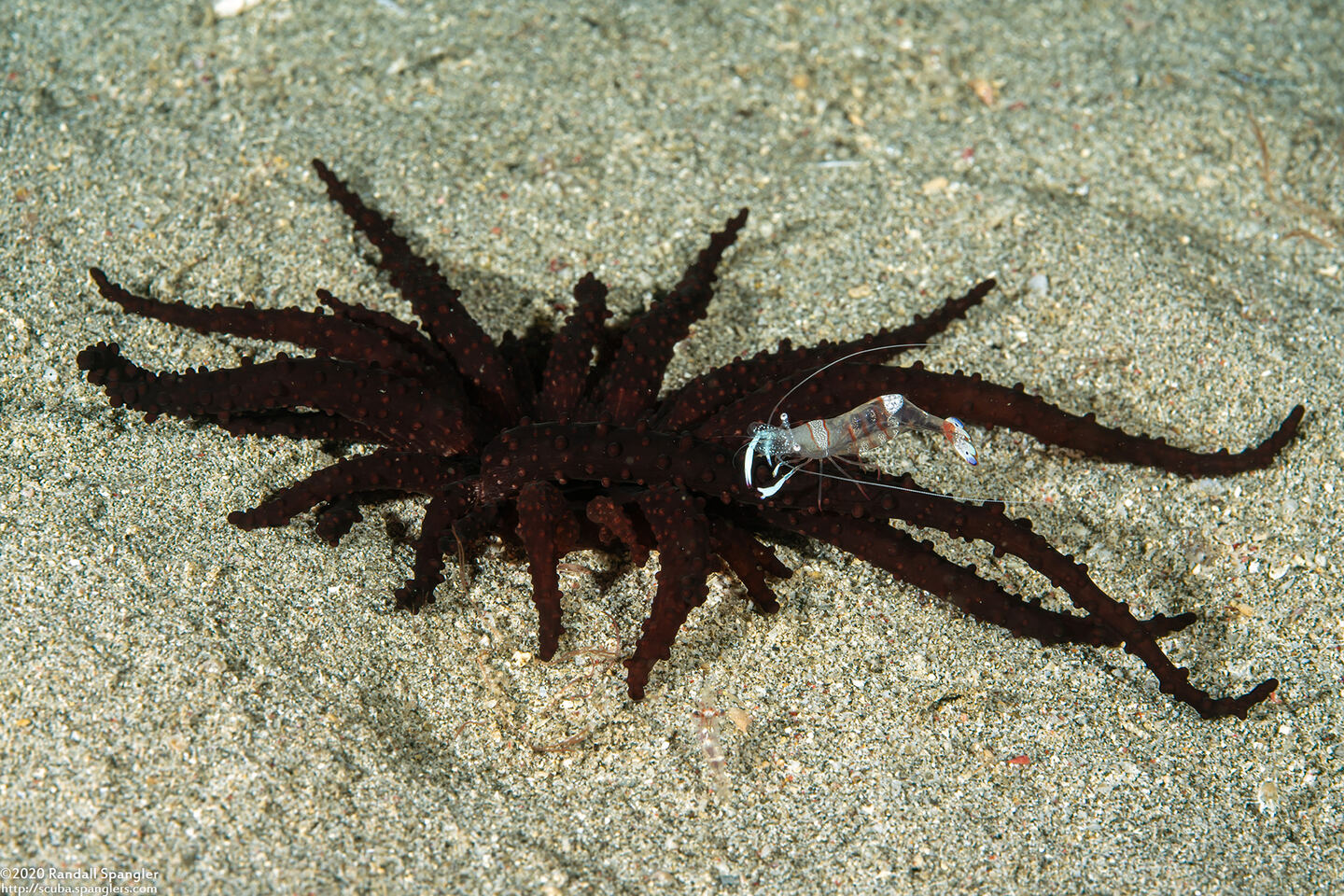 Actinostephanus haeckeli (Haeckel's Sand Anemone)