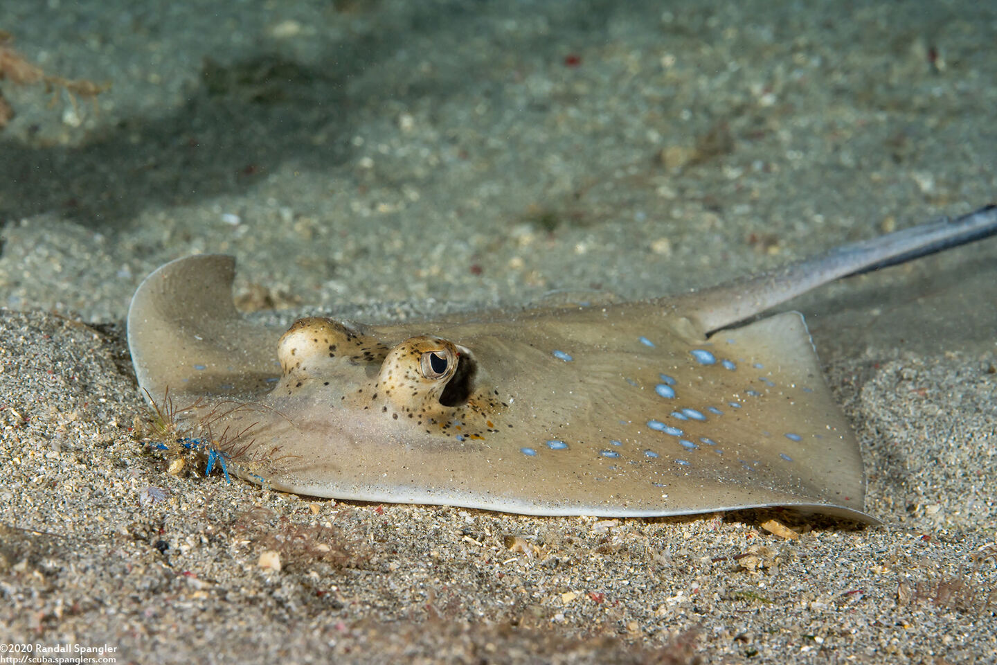 Neotrygon kuhlii (Blue-Spotted Stingray)