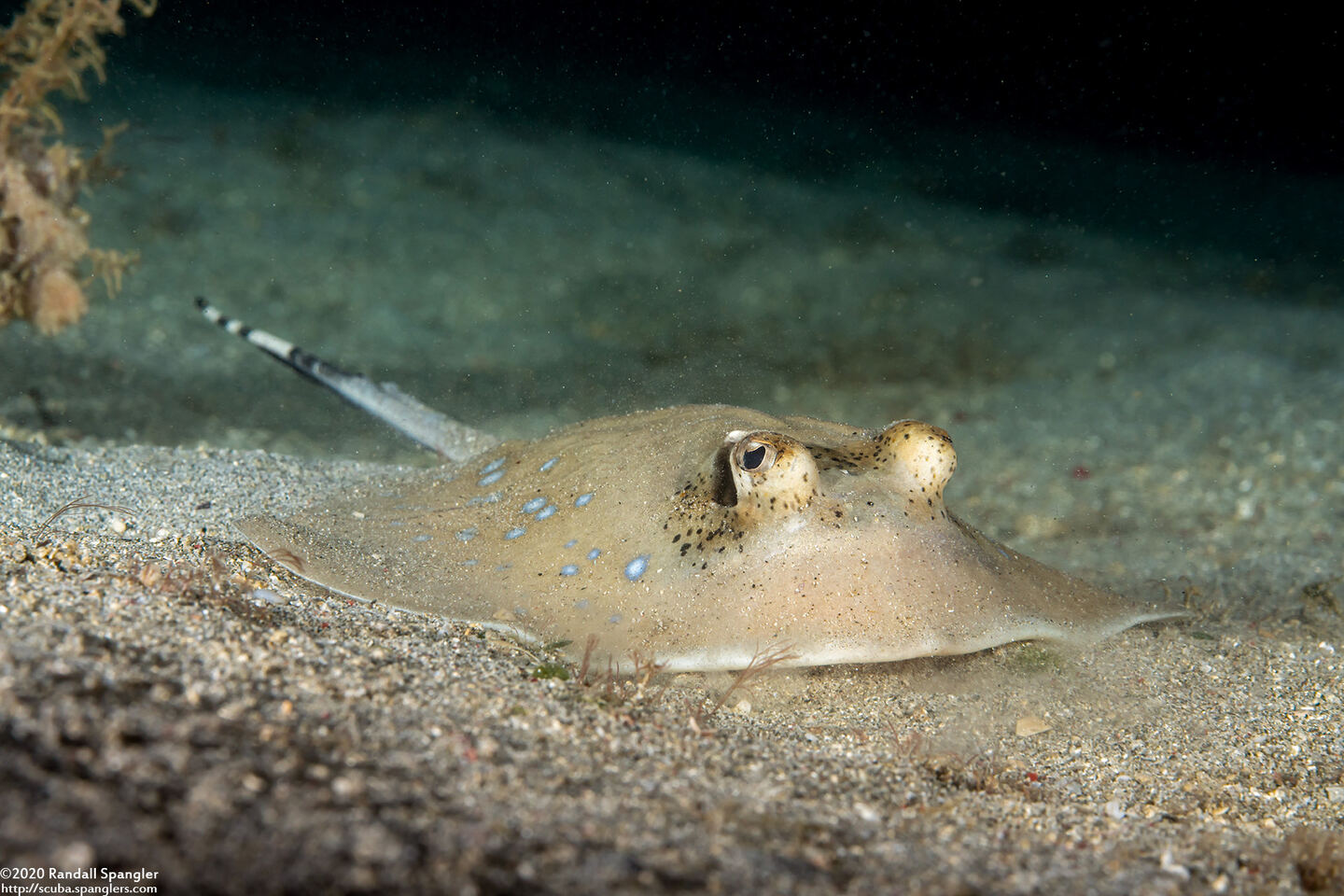 Neotrygon kuhlii (Blue-Spotted Stingray)