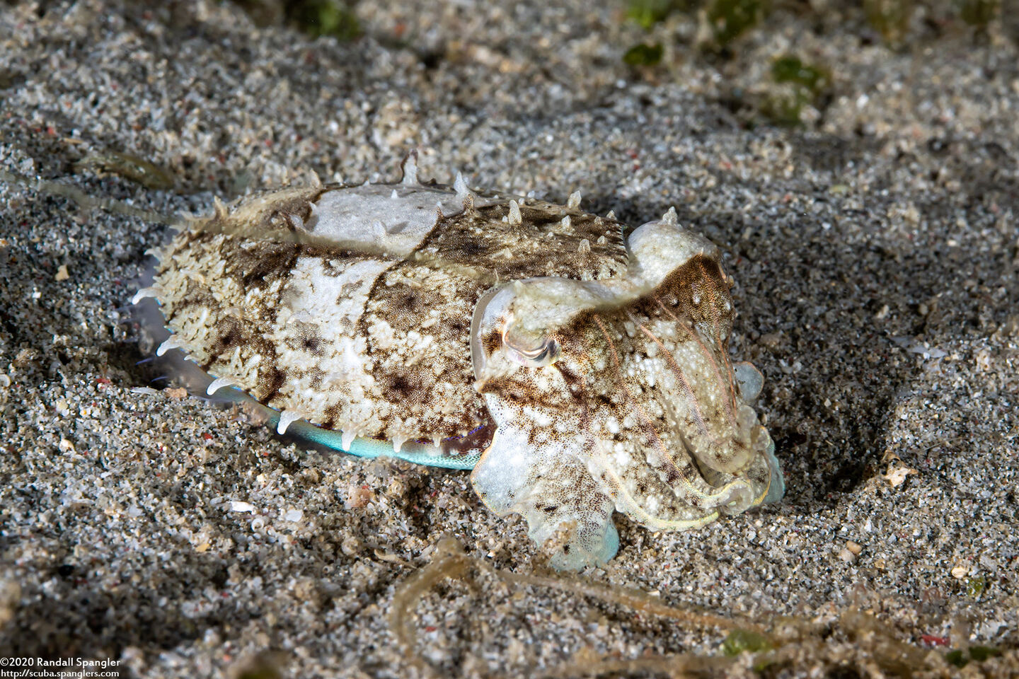 Sepia latimanus (Broadclub Cuttlefish)