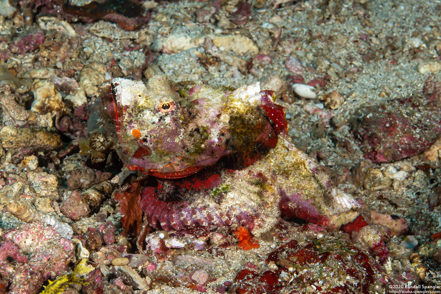 Scorpaenopsis diabolus (Devil Scorpionfish)