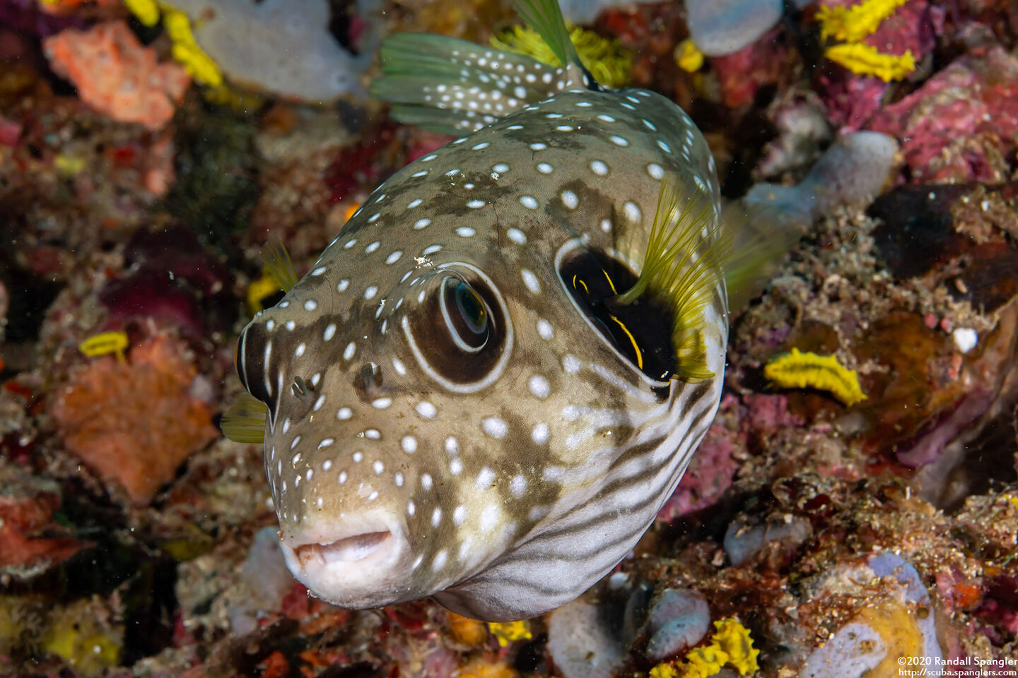 Arothron hispidus (White-Spotted Puffer)