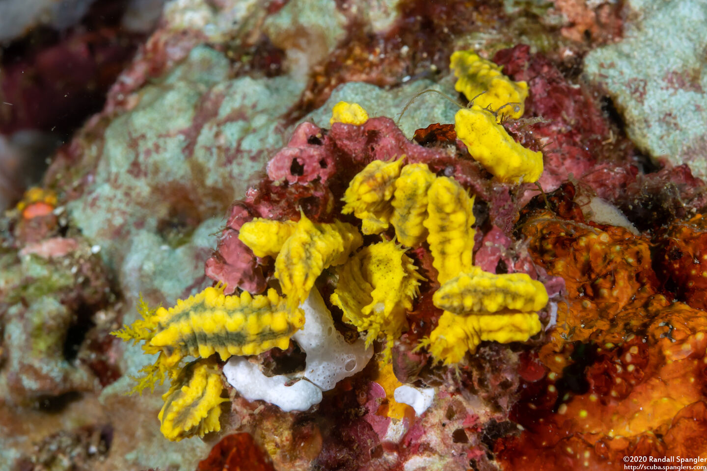 Colochirus robustus (Yellow Sea Cucumber)