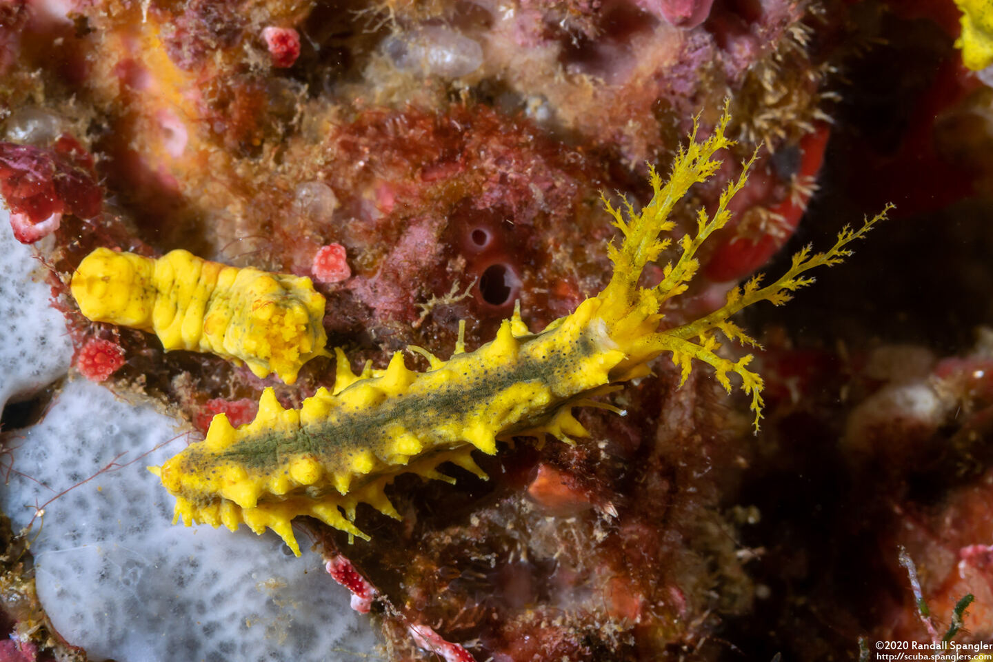Colochirus robustus (Yellow Sea Cucumber)