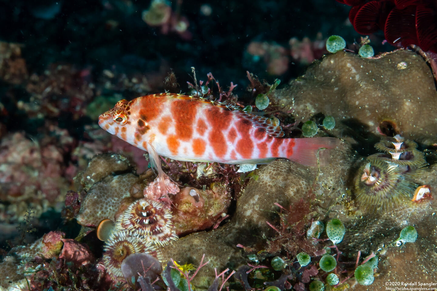 Cirrhitichthys aprinus (Threadfin Hawkfish)