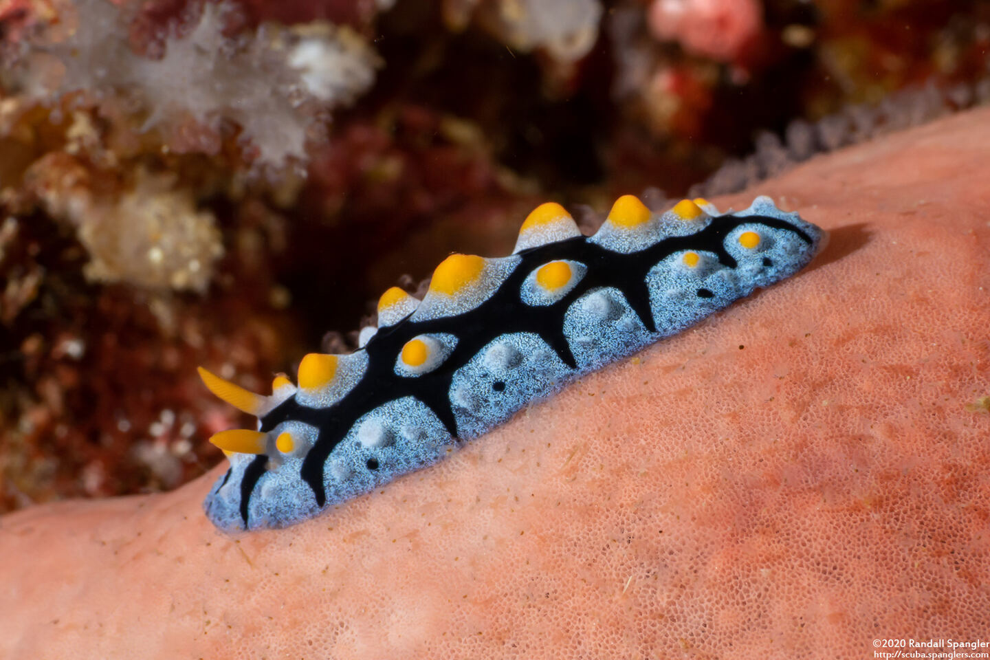 Phyllidia picta (Painted Phyllidia)