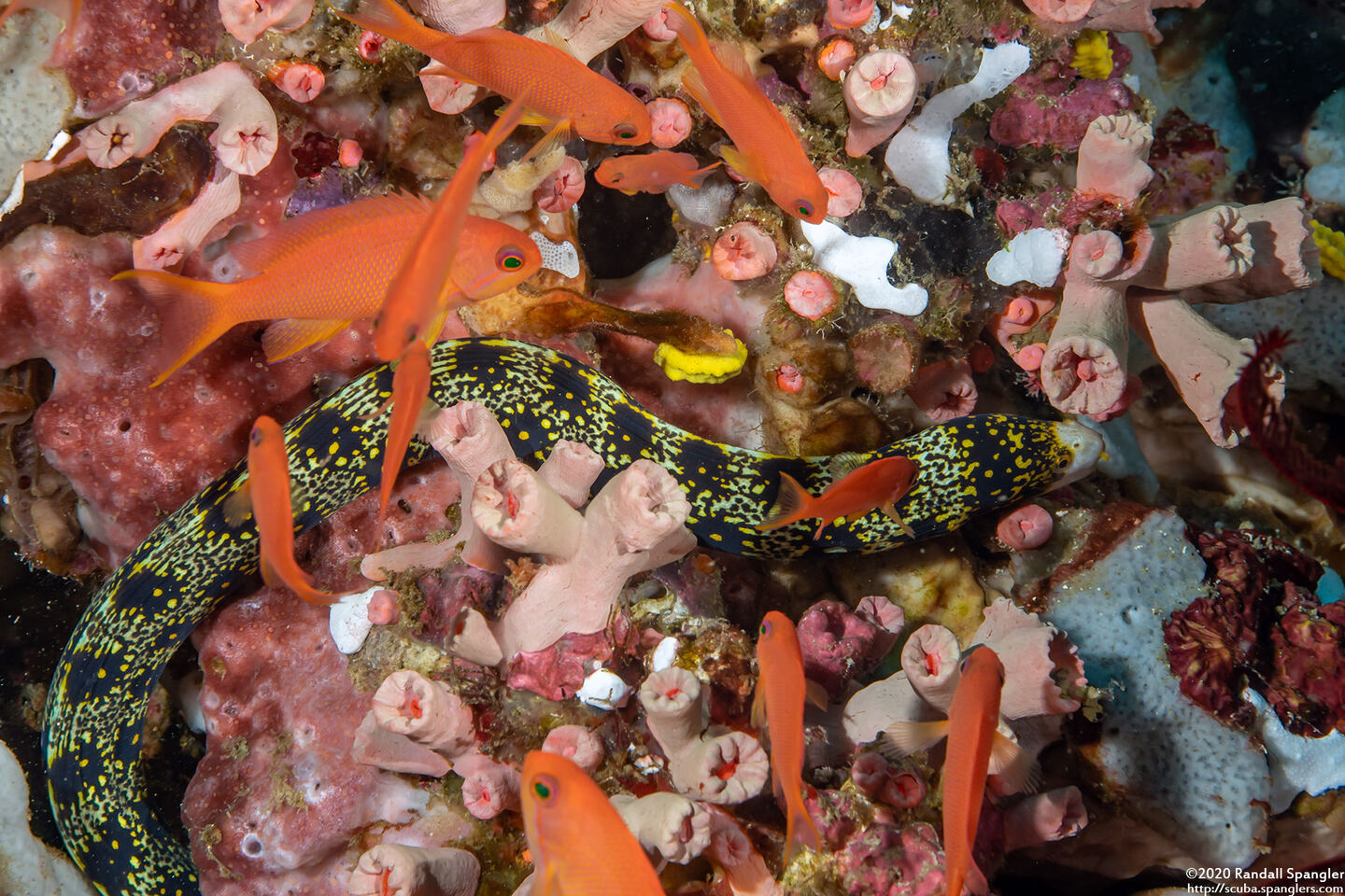 Echidna nebulosa (Snowflake Moray)